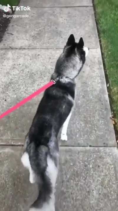 Dog sees his friend while out on a walk