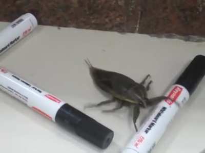 large insect