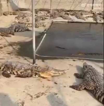 Crock 1 : Oh! Fish! Fish! Fish! Crock 2 & 3 : No, no, no! Not today, bruv! We're vegetarians.
