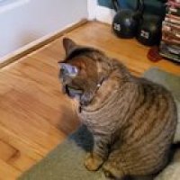 Cat Log Entry 50