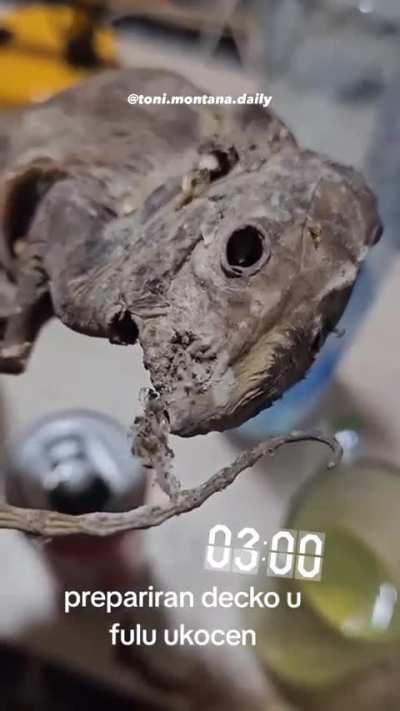 u fulu ukočen
