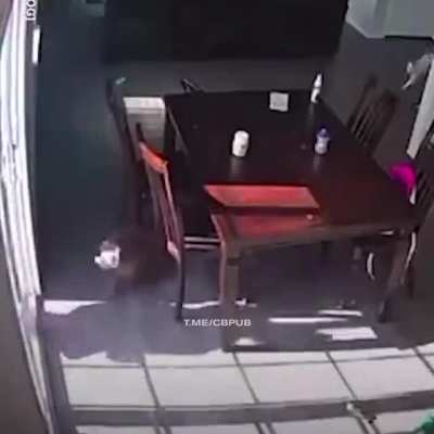 Cat vs dog