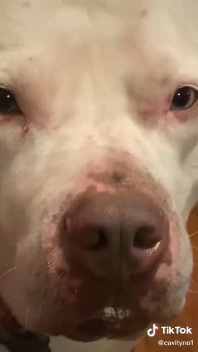 Dogs can't have jelly beans
