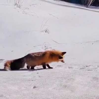 Fox snow dive hunting prey