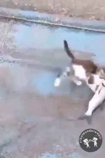 🐈 🐠