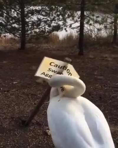 Peace was never an option