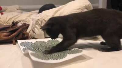 The reaction of the cat on the optical illusion.