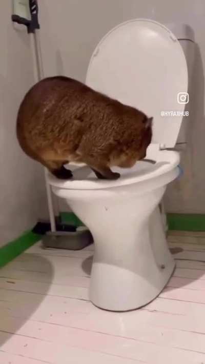 Awawaweewee (potty trained hyrax)