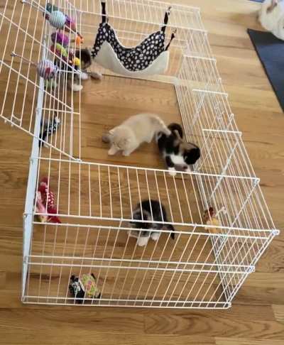 Kittens trying to walk on new texture 🥺