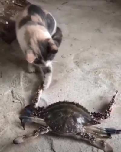 Curious cat