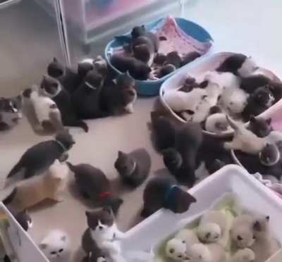 So Many Cuties at one Place😍😻😻😻