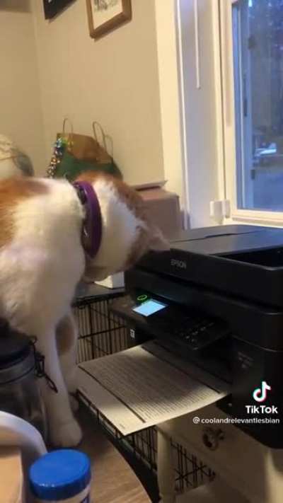 Startled cat