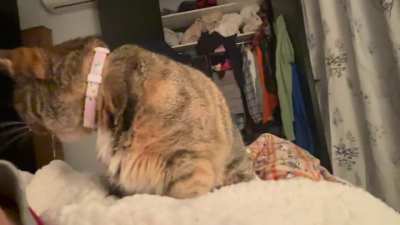 Is my cat chirping?