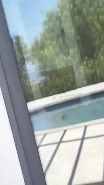 Ass shake