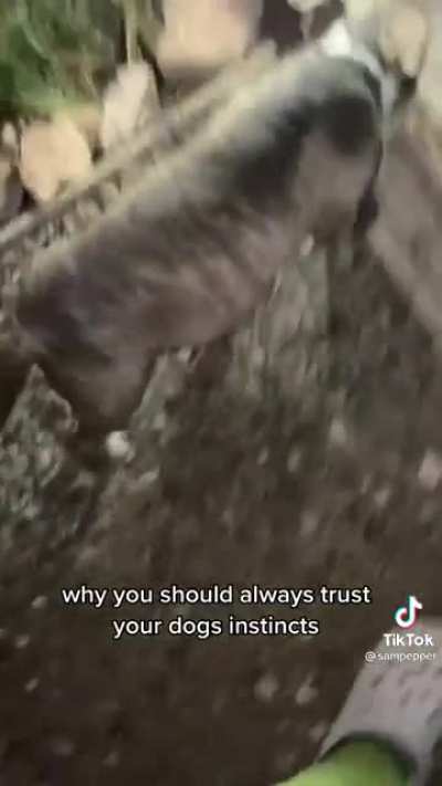 What is it buddy ?