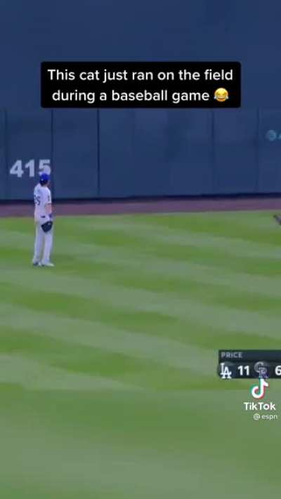 Cat interrupts baseball game! ⚾️