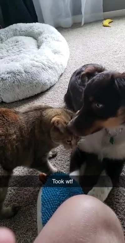Went from cuddle to attack mode real quick