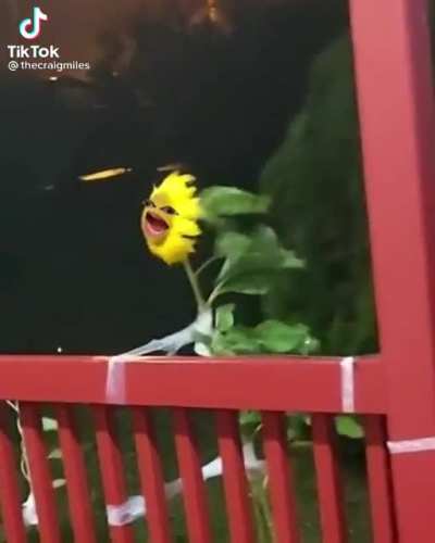 Volume up