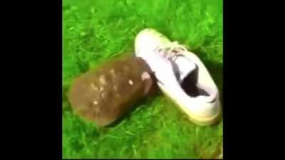 *bonk*