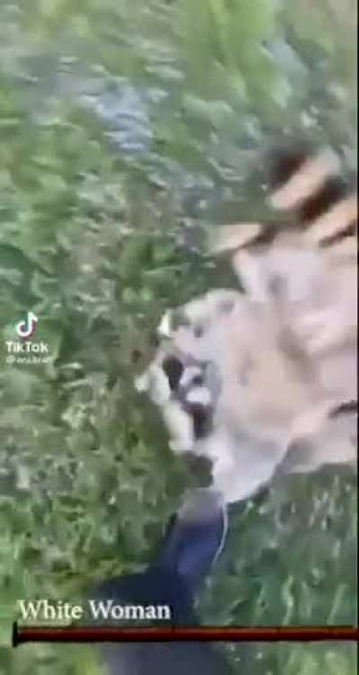 racoon souls