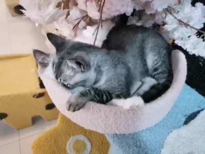 Все любят Котик<wbr>ов...<wbr>..даж<wbr>е Котики