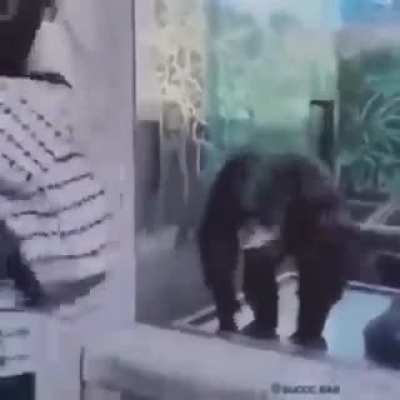 someone wants to inspire a primate to have a show and in the end he ends up being the one who gives the show