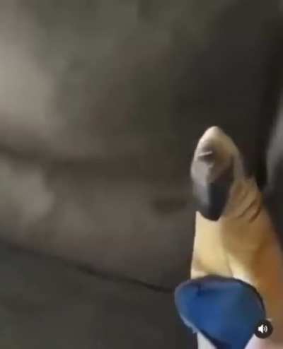 Yo