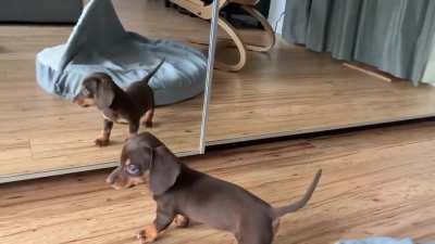 Malva 8 weeks old