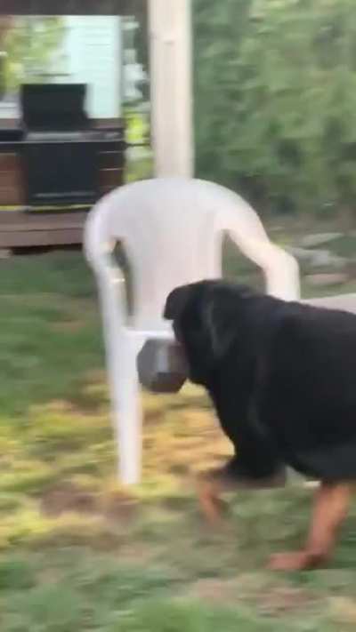 This good boy carries a 30-pound weight everywhere he goes as his toy