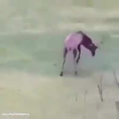 Celebrating goal