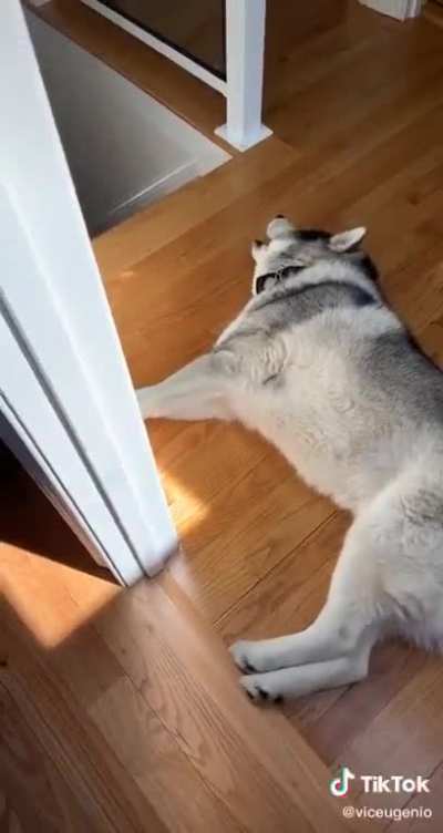 awooooo