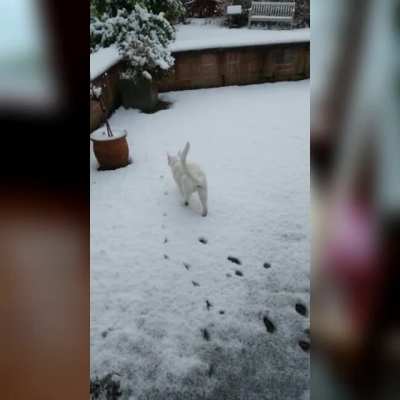 Ollie experiencing snow for the first time