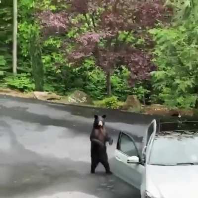 Lmao Poor Bear