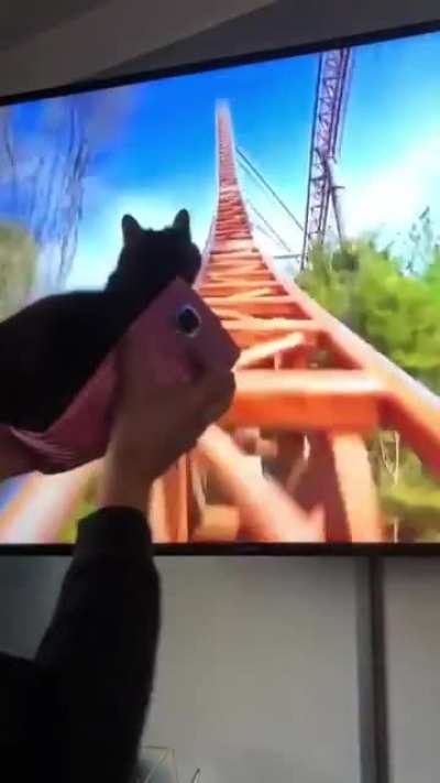 Catcoaster 2020