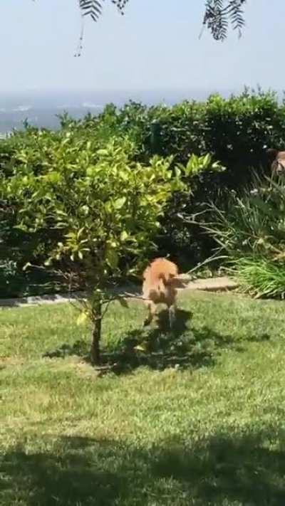 Dogs in a garden