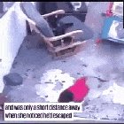 This cat saves his baby's life