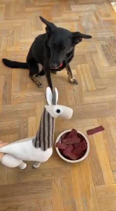 poor dog