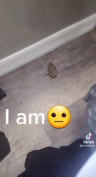 There's a frog in the house!