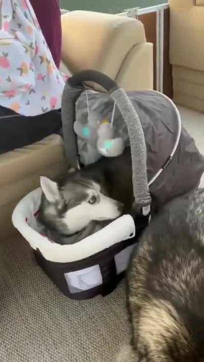 I am bebe now - Dog