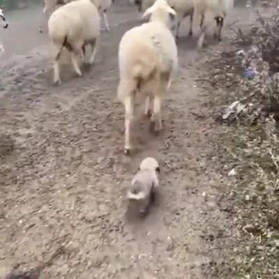 Pupper's first day at work
