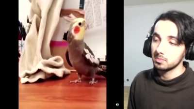 sus bird (im sorry that i said sus please spare me)