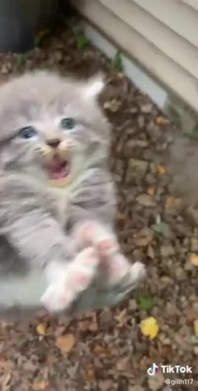 UNHAND ME VILE HUMAN!!!