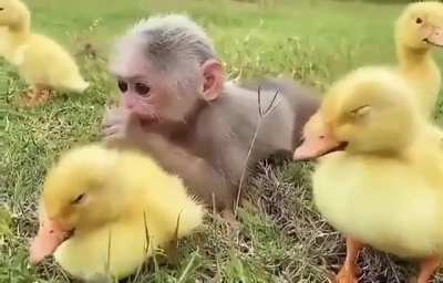 peacefully calming monke with 🦆s are vibin'