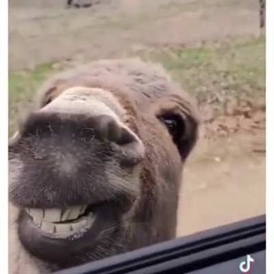 This Donkey
