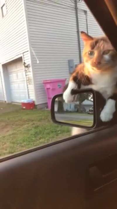 Our neighbors cat met gravity today