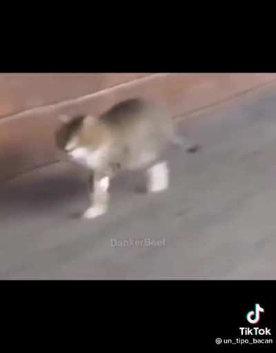 Funny 2.0