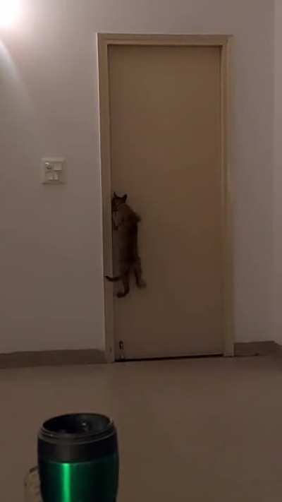Our cat has learnt how to open doors and turned our life upside down!