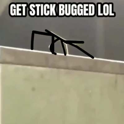 Just A Stick Bug Meme...