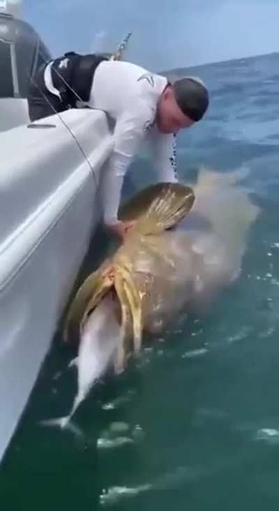 of a Goliath grouper