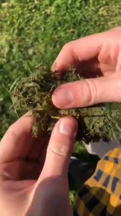 Weed